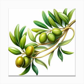 Olive Branch With Green Olives Canvas Print