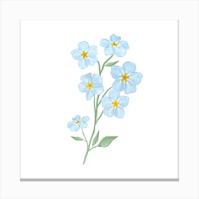 Forget Me Not Flowers Canvas Print