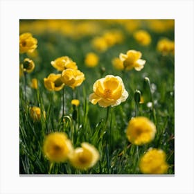 Yellow Poppy Field Canvas Print