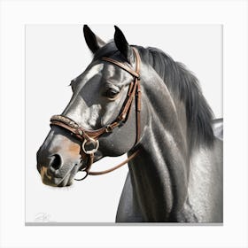 Grey Horse With Bridle Canvas Print