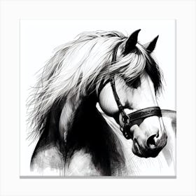Horse Head Drawing 3 Canvas Print