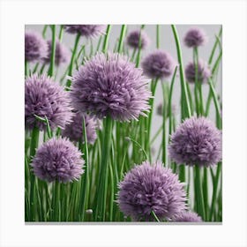 Purple Chives 1 Canvas Print