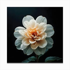 Dahlia Canvas Print