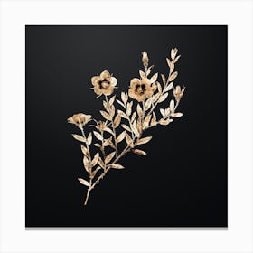 Gold Botanical Rosa Persica on Wrought Iron Black n.1000 Canvas Print