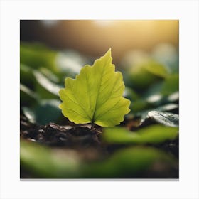 Green Leaf In The Sun Canvas Print