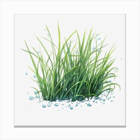 Water Drops On Grass Canvas Print