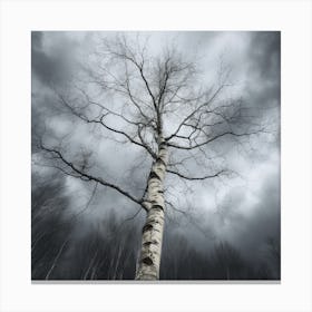 Birch Tree Canvas Print