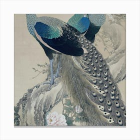 Peacocks 1 Canvas Print