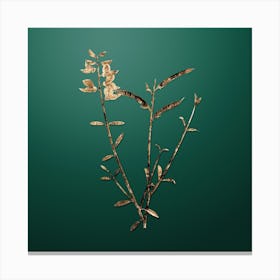 Gold Botanical Spanish Broom on Dark Spring Green Canvas Print
