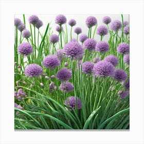 Chives 16 Canvas Print