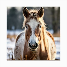 Horse Animal Grass Breeding Head Pasture Donkey Standing Farm Cute White Background Natu (1) Canvas Print