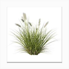 Grass On A White Background Canvas Print