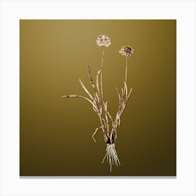 Gold Botanical Allium Carolinianum on Dune Yellow n.0441 Canvas Print