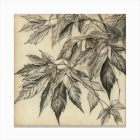 Maple Leaves Canvas Print