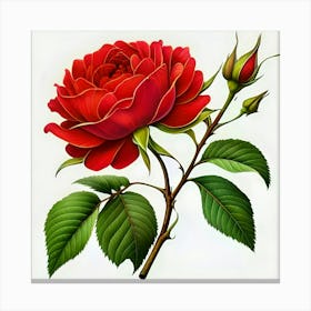 Red Rose 1 Canvas Print