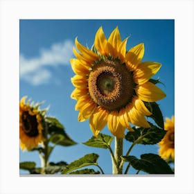 Sunflowers - Sunflower Stock Videos & Royalty-Free Footage Canvas Print