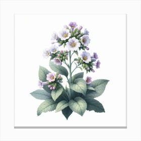 Flower of Lungwort 2 Canvas Print