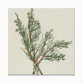 Juniper Canvas Print