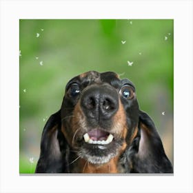 Dachshund 1 Canvas Print