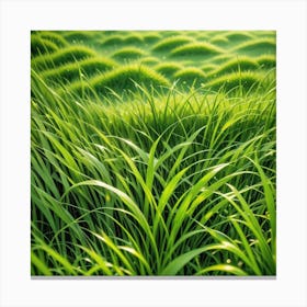 Green Grass Background Photo Canvas Print