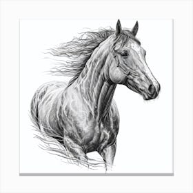 Horse Drawing Canvas Print