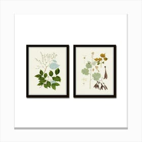 Botanical Set Canvas Print