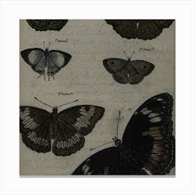 Collection Of Butterflies 2 Canvas Print