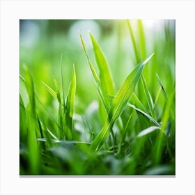 Grass Plant Texture Green Detail Nature Fresh Beautiful Summer Natural Spring Ecology Be (4) Canvas Print