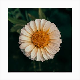 Daisy Canvas Print