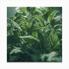 Green Leaves In A Pot Canvas Print