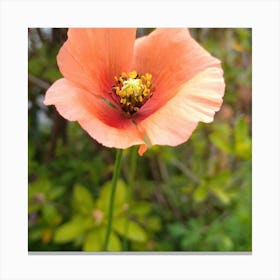 Poppy 2 Canvas Print