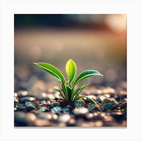 Small Plant Sprouting From Gravel Canvas Print