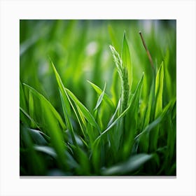 Grass Plant Texture Green Detail Nature Fresh Beautiful Summer Natural Spring Ecology Be Canvas Print