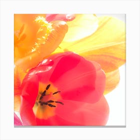 Tulips 2 Canvas Print