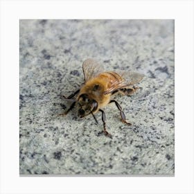 Bee On A Rock Canvas Print