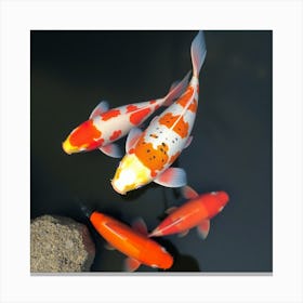 Koi Fish 71 Canvas Print