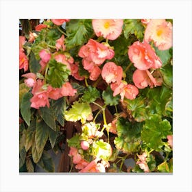 Begonias 9 Canvas Print