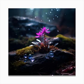up close on a black rock in a mystical fairytale forest, alice in wonderland, mountain dew, fantasy, mystical forest, fairytale, beautiful, flower, purple pink and blue tones, dark yet enticing, Nikon Z8 5 Canvas Print