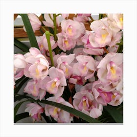 Pink Orchids 10 Canvas Print