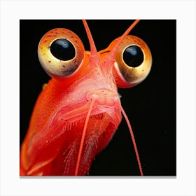 Red Shrimp With Big Eyes Canvas Print