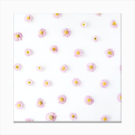 Pink Daisies On White Background Canvas Print