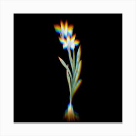 Prism Shift Ixia Liliago Botanical Illustration on Black n.0346 Canvas Print