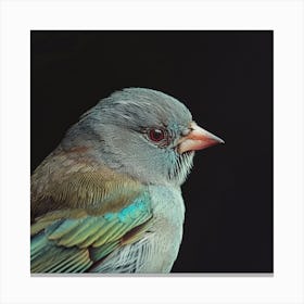 Bird In Flight Canvas Print