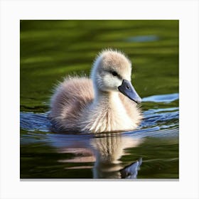 Swan photo 3 Canvas Print