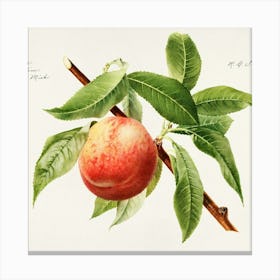 Peach On A Branch Canvas Print