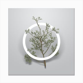 Vintage Atlantic White Cypress Minimalist Botanical Geometric Circle on Soft Gray n.0229 Canvas Print