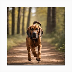Bloodhound Running In The Woods Canvas Print