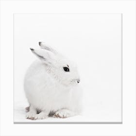 Arctic Hare 1 Square Canvas Print