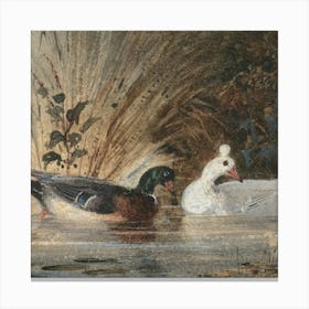 Ducks 3 Canvas Print