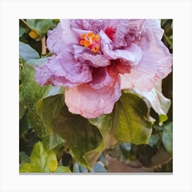 Purple Hibiscus Flower Canvas Print